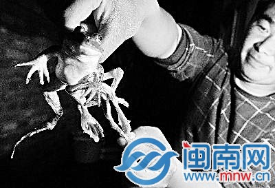 一只青蛙八条腿