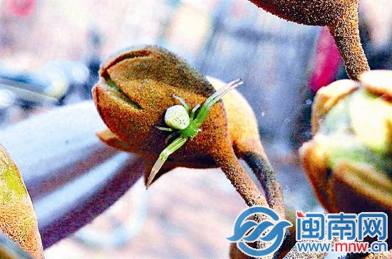 “人面蜘蛛”树上趴