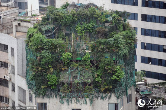 广州“原始森林”违建物7