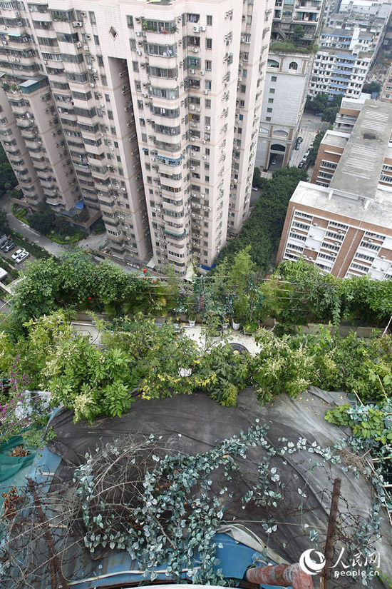 广州“原始森林”违建物5