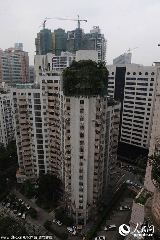 广州“原始森林”违建物6