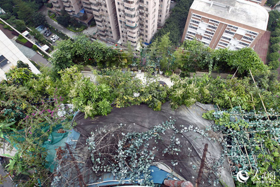广州“原始森林”违建物1