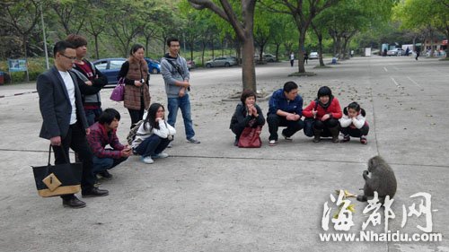 福州森林公园闯入一只明星狒狒