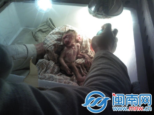 小猴子在保温箱里接受治疗