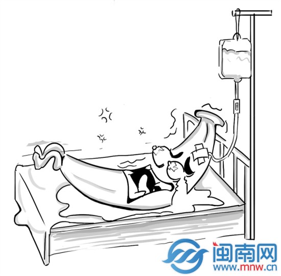 香蕉“艾滋病” 漳州影响不大