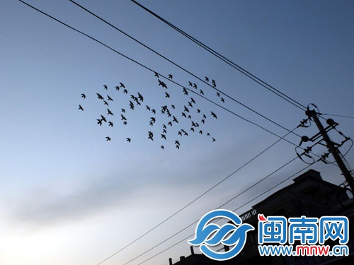 夕阳下鸟儿展翅