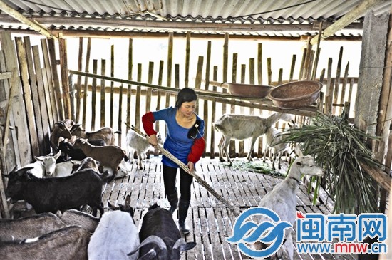 一家子的收入就靠夫妻俩养的这些羊