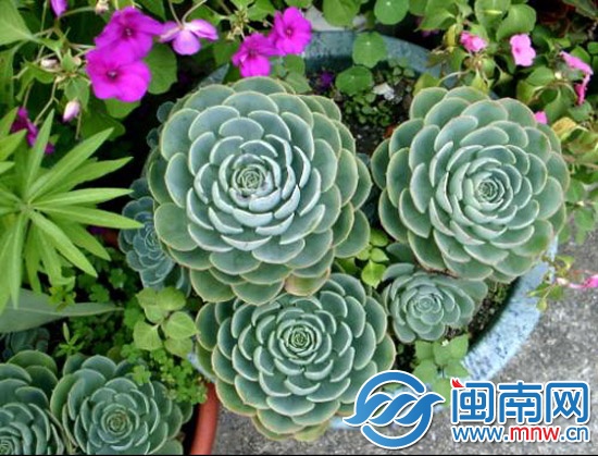 漳州别致的阳台3