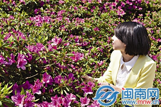 永春雪山上，游人醉心杜鹃花