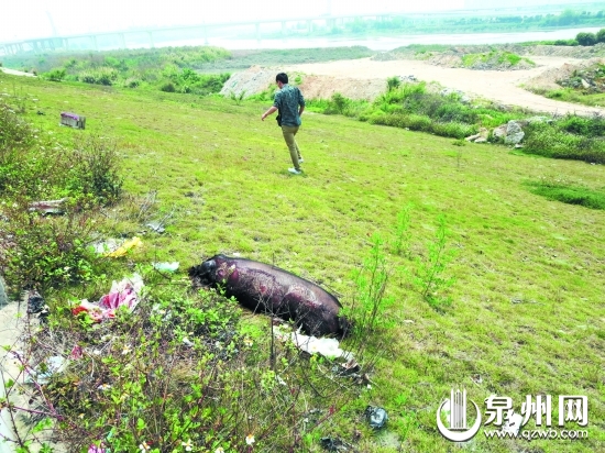 死猪被丢弃在路边斜坡上
