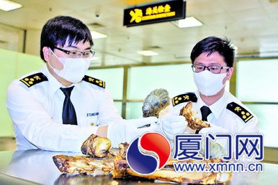 海关关员查获美洲豹皮骨