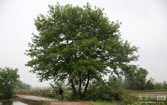 江西女子双性40年生活 同时有男女性生殖器官