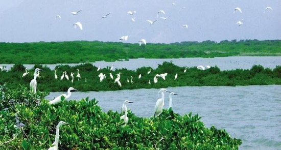 漳江口“红树林”景观