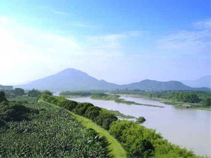 九龙江口红树林湿地