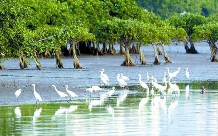 九龙江口红树林湿地1