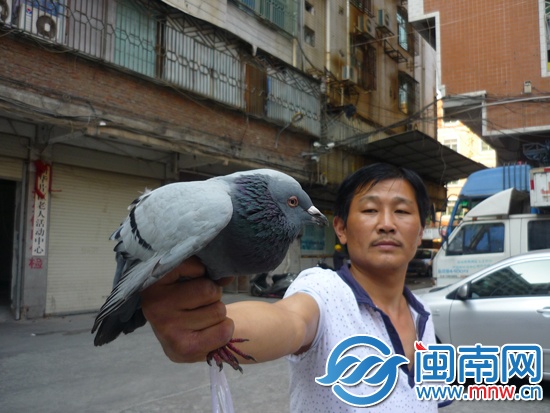 信鸽目前被好吃好喝“伺候”着