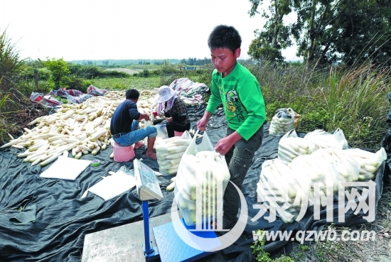 萝卜迎来大丰收，滞销的局面却让菜农高兴不起来。这 