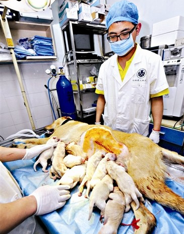 经过剖腹产，狗妈妈生下十四只小狗