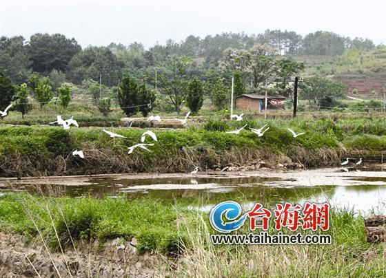 连城新兴村农民田里耕地 白鹭“跟班”觅食