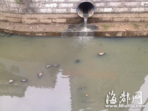 雨水管道不断排出污水，屏东河受污染