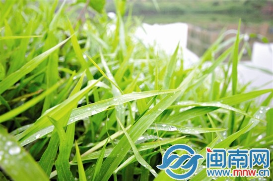 别在小雨里耍酷 沾了寒气可不好