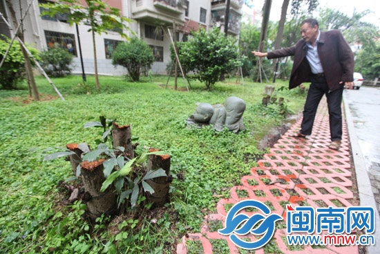 小区成排绿树被砍 要设停车位1