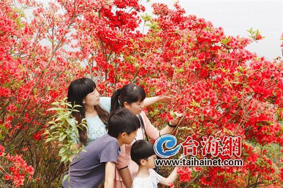 岭上开遍映山红