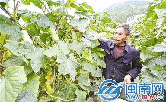 听说有人要买黄瓜，颜兴堂光着脚就跑到地里摘瓜
