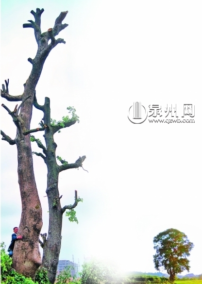 夫妻树的原貌和现貌