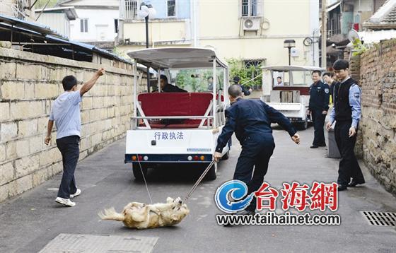 狗狗将被转移到海沧的动物收容所