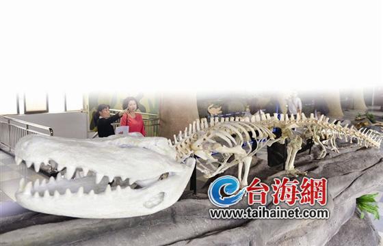 鳄鱼标本