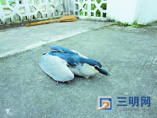 夜鹭