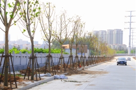 石狮拥军路绿化工程启动