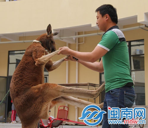 袋鼠卢比跃上健康教练身上，一顿“拳打脚踢”