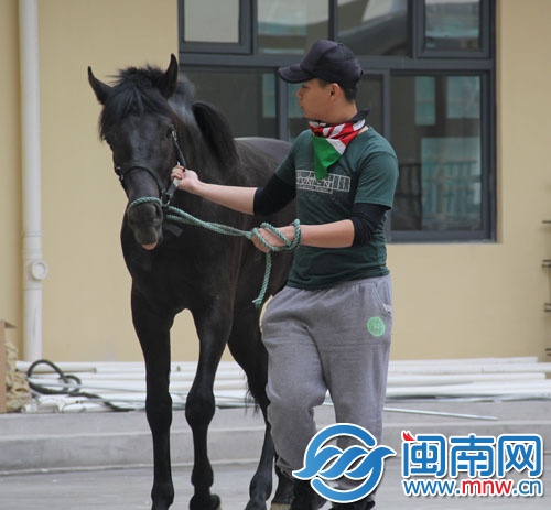 健康教练拉着马在排练场上“遛弯”