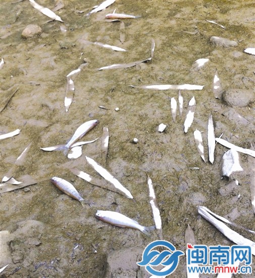 污水侵入永丰溪 死鱼一片1