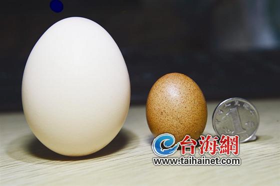 花生壳？是袖珍蛋1