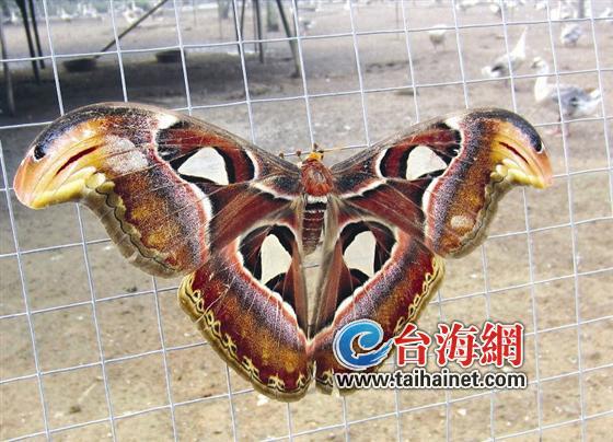 巨型蝴蝶