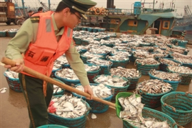 渔船民将休渔前的最后一网鱼送上岸