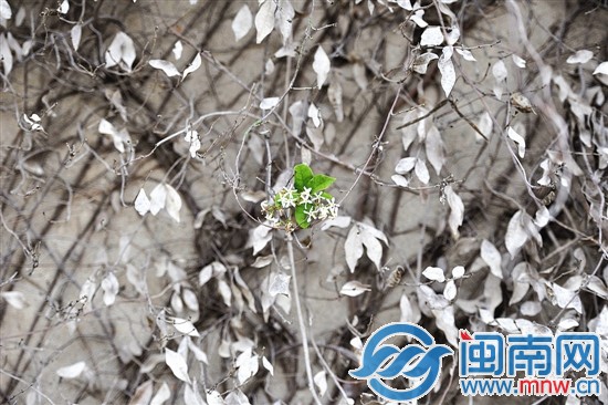 干枯和被灰尘覆盖的枝蔓长出一簇新绿