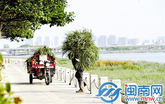 一男子经常到河岸边割青草回去喂羊