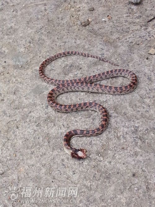 死蛇近照