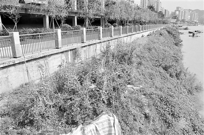 防洪堤岸上遍布菜园