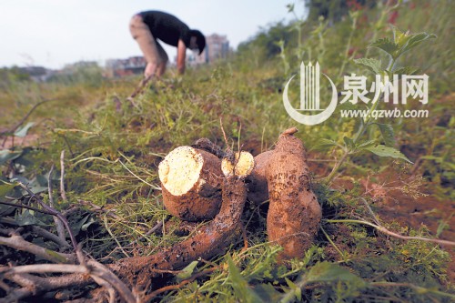 因为污染，地瓜烂在田间。