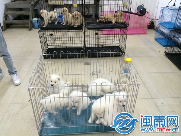 宠物店内部