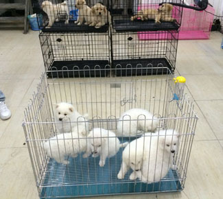 宠物店内部