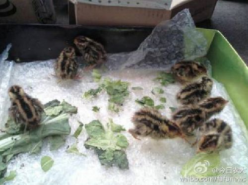 农林大一男生买鹌鹑蛋用电饭煲孵出鹌鹑