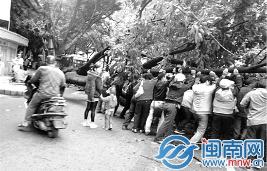 环卫工、路人，全都赶来抬树