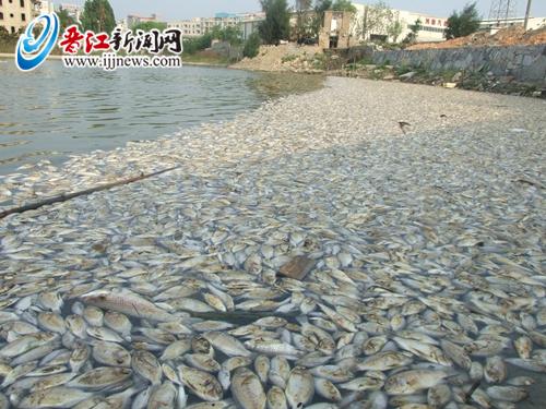 安平桥畔现大片死鱼