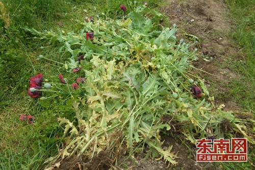 被拔除的罂粟